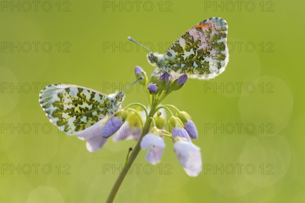 Orange Tip (Anthocharis cardamines) on Cuckoo Flower (Cardamine pratensis), Lower Saxony, Germany