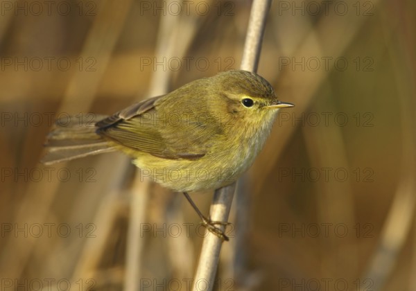 Common Chiffchaff (Phylloscopus collybita), Vila Franca de Xira, Portugal