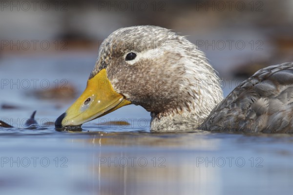 Falkland (Flightless) Steamer-Duck (Tachyeres brachypterus) swimming on a small pond in the Falkland Islands
