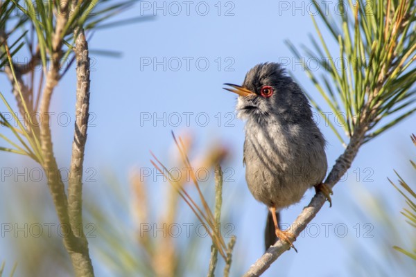 Balearic Warbler (Sylvia balearica) male, Ibiza, Spain