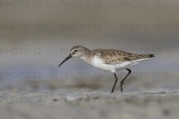 Curlew Sandpiper (Calidris ferruginea), Oman