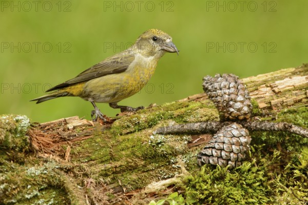 Red Crossbill (Loxia curvirostra) female, British Columbia, Canada