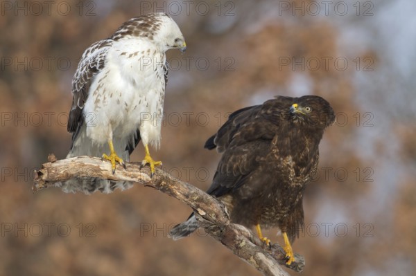 Common Buzzard (Buteo buteo), Saxony, Germany