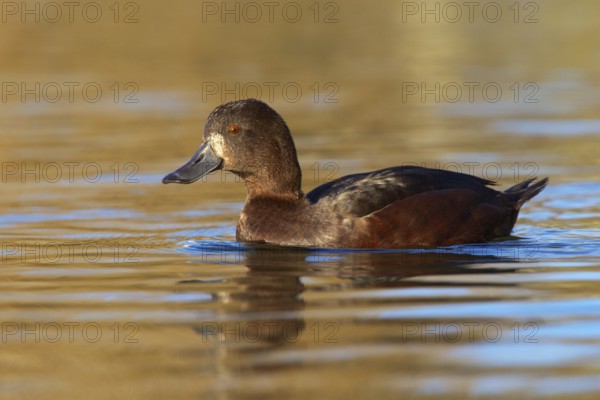 New Zealand Scaup (Aythya novaeseelandiae) female, New Zealand