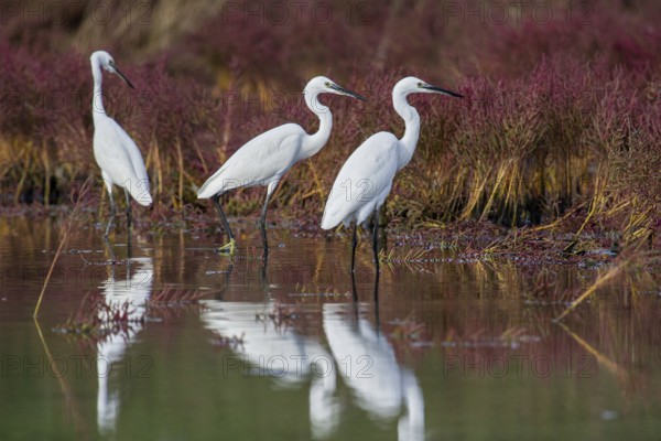 Little Egret (Egretta garzetta) foraging, Croatia