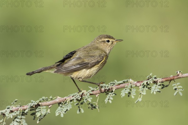 Common Chiffchaff (Phylloscopus collybita), Eilat, Israel