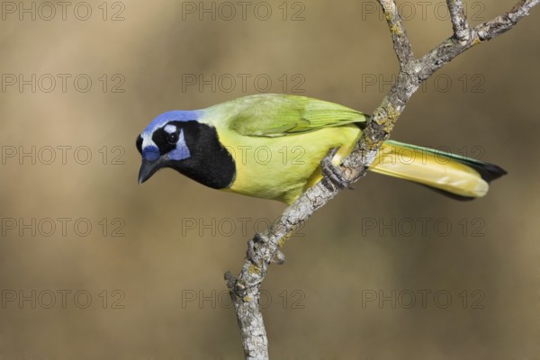 Green Jay (Cyanocorax luxuosus), Texas, USA
