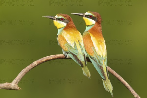 European Bee-eater (Merops apiaster) pair perched on a branch, Serbia