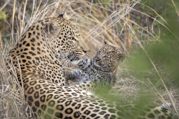 Leopard (Panthera pardus) female with cub tenderly close together, Sabi Sands, South Africa