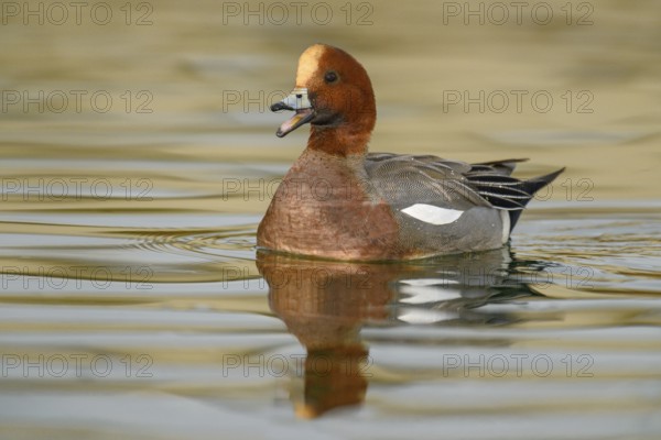 Eurasian Wigeon (Mareca penelope) male, Arizona, USA