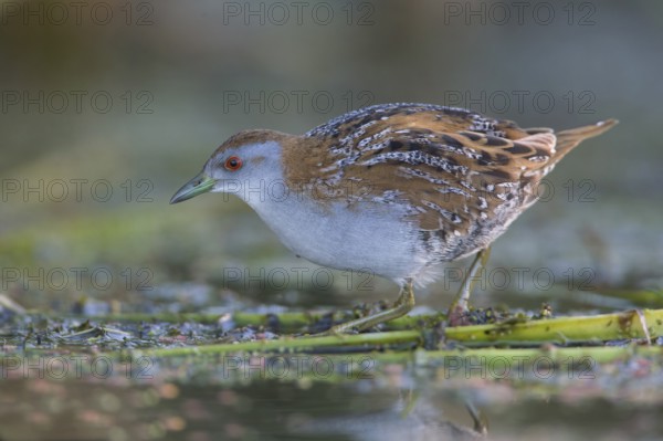 Baillon's Crake (Porzana pusilla palustris) foraging, Victoria, Australia