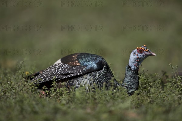 Ocellated Turkey (Meleagris ocellata) male perched on field, Peten, Guatemala