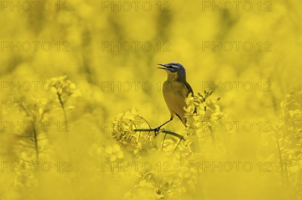 Western Yellow Wagtail (Motacilla flava) male perched in flowering rape field, Baden-Wuerttemberg, Germany