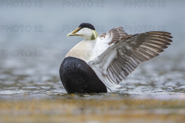 Common Eider (Somateria mollissima) male flapping, Iceland