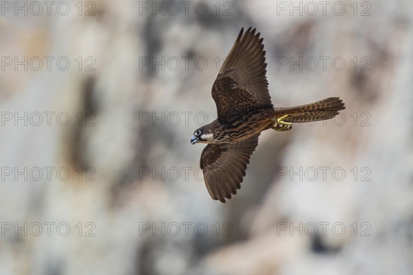 Eleonora's Falcon (Falco eleonorae) young female flying, Sardinia, Italy