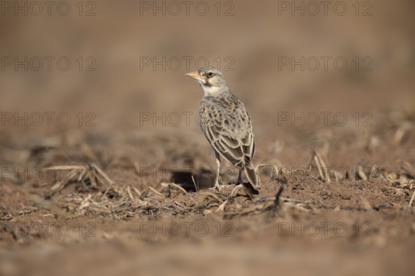 Masked Lark (Spizocorys personata), Saritie Plains, Ethiopia