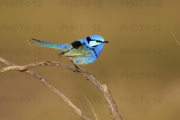 Splendid Fairywren (Malurus splendens callainus) male, Victoria, Australia