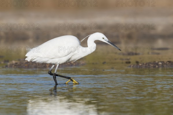 Little Egret (Egretta garzetta) foraging, Eilat, Israel