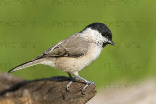 Marsh Tit (Poecile palustris), Mecklenburg-Western Pomerania, Germany