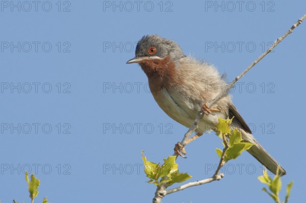 Subalpine Warbler (Sylvia cantillans) male, Lesvos, Greece