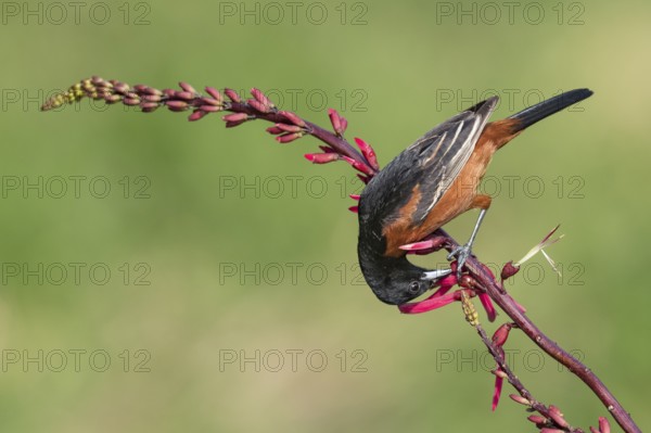 Orchard Oriole (Icterus spurius) perched on a branch, Texas, USA