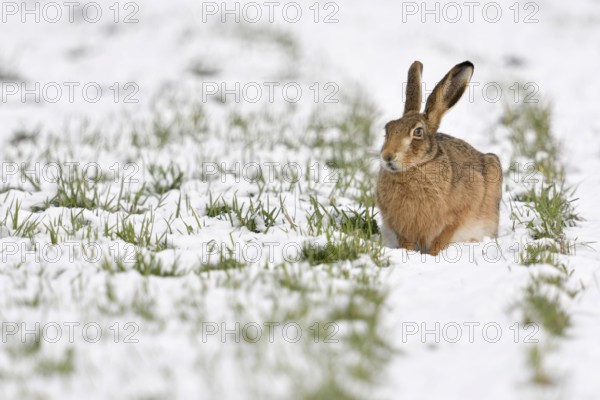 European Hare (Lepus europaeus) adult in snow covered field, North Rhine-Westphalia, Germany
