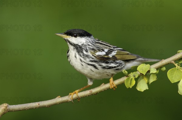 Blackpoll Warbler (Setophaga striata), Texas, USA