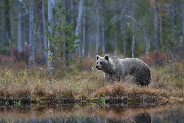 Big brown bear walking around lake in the morning sun. Dangerous animal in the forest. Wildlife scene from Europe. Brown bird in the nature habitat with water, Russia. Bear with reflection in water