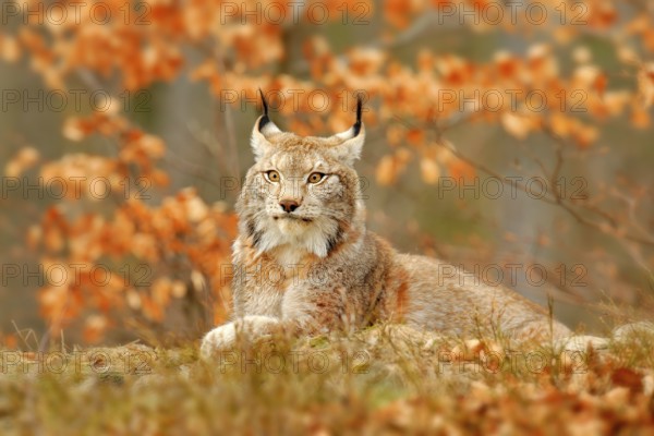 Lynx in orange autumn forest. Wildlife scene from nature. Cute fur Eurasian lynx, animal in habitat. Wild cat from Germany. Wild Bobcat between the tree leaves. Close-up detail portrait