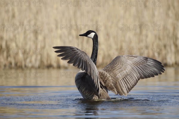 Canada goose (Branta canadensis), flapping wings, North Rhine-Westphalia, Germany