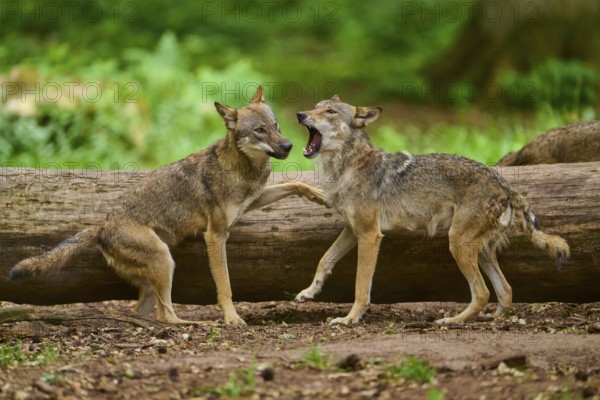 Wolf (Canis lupus), two wolves standing threateningly opposite each other in front of a tree trunk in the forest, Germany