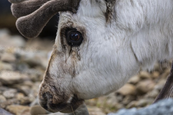 Portrait of a Spitsbergen roe deer (Rangifer tarandus platyrhynchus), Mammals (Mammalia), Longyearbyen, Spitsbergen, Svalbard