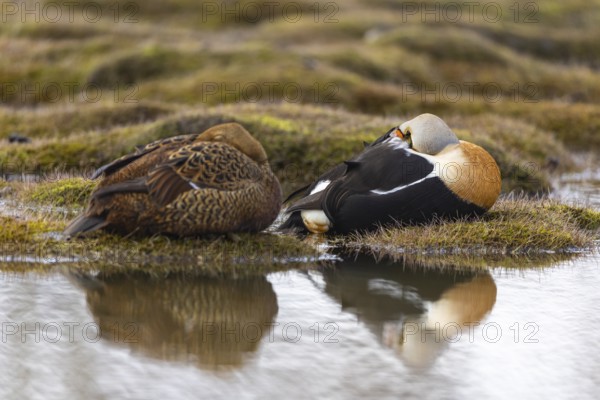 Eider duck (Somateria mollissima), pair sleeping by the water, reflection, duck birds (Anatidae), Aventdalen, Longyearbyen, Spitsbergen, Svalbard