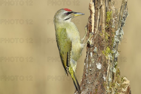 Grey-headed woodpecker (Picus canus), male sitting on a tree stump overgrown with moss and lichen, Wildlife, Woodpeckers, Birds, Nature photography, Wilnsdorf, North Rhine-Westphalia, Germany