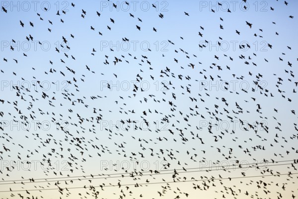 A flock of soaring starlings (Sturnus vulgaris) in the evening sky, full-frame, Camargue Regional Natural Park, France