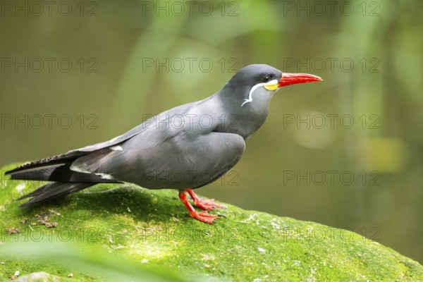 Inca tern (Larosterna inca) sitting on a rock, captive, Zoo Augsburg, Germany