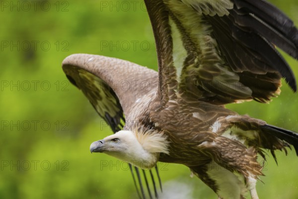 Eurasian griffon vulture (Gyps fulvus) flying, Bavaria, Germany