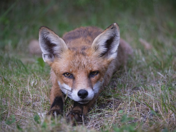 Relaxed Fox, Berlin, Germany