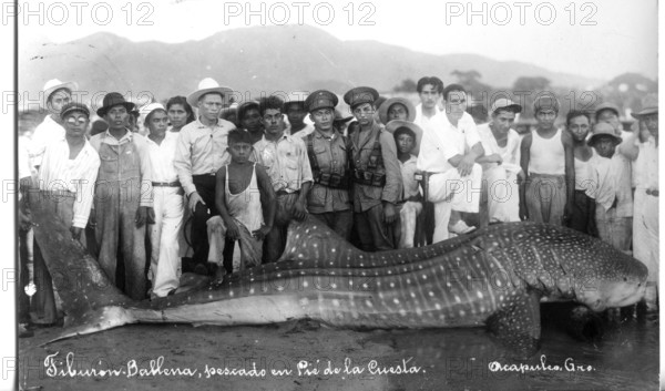 Whale shark (Rhincodon typus), approx. 6 metres long, onlookers pose next to the shark. The picture clearly shows the relationship between humans and the animal, which is characterised by superiority over the shark. Acapulco de Juárez, Mexico, 1925