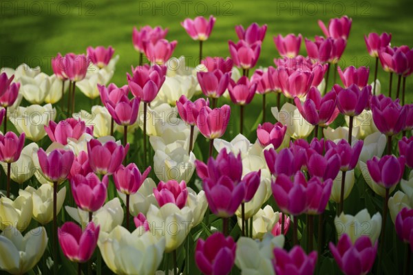 A vast, sunny flower field with pink and white tulips on green grass, Keukenhof, Lisse, province of South Holland, Netherlands