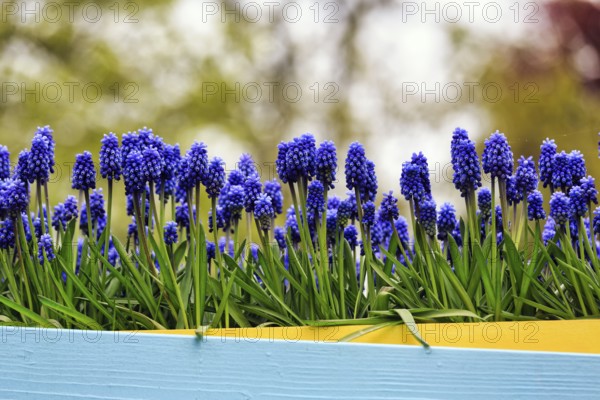 Grape hyacinths (Muscari) in a flower pot, decoration, Keukenhof gardens, Lisse, Bollenstreek, South Holland, Netherlands