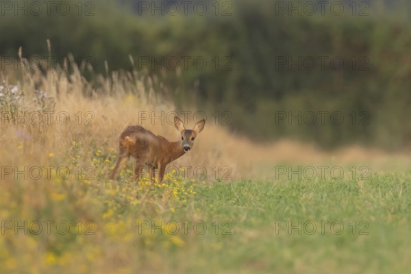 Roe deer (Capreolus capreolus) juvenile baby fawn animal standing amongst wild flowers in grassland in summer, England, United Kingdom