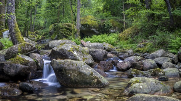 Stream, Parc Régional Naturel Corse, Corsica, France