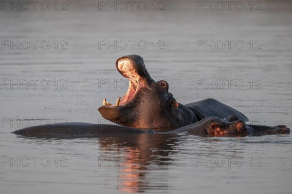 Hippopotamus (Hippopatamus amphibius), yawning with wide open mouth, in water in morning light, with reflection, adult, Kruger National Park, South Africa