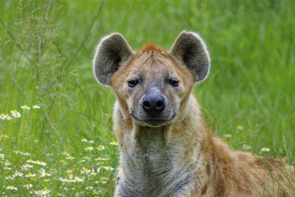Animal portrait, spotted hyena (Crocuta crocuta), attentive, captive, distribution sub-Saharan Africa