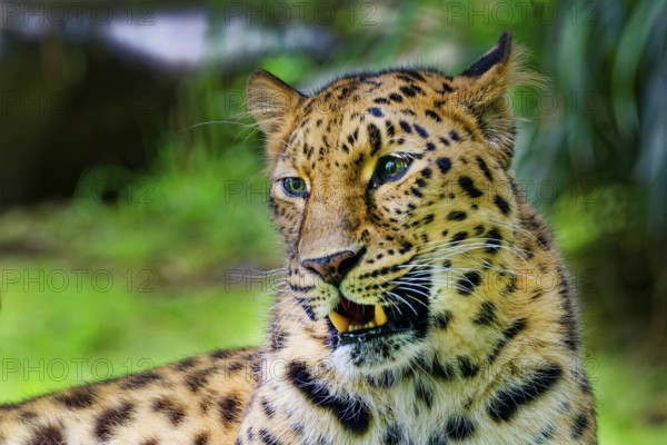 Amur leopard (Panthera pardus orientalis), captive, threatened with extinction, animal portrait, distribution border area Russia and China