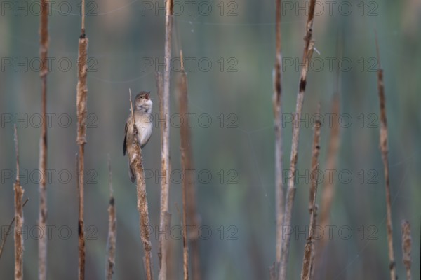 Reed warbler (Locustella luscinioides), Wittlich, RLP, Germany