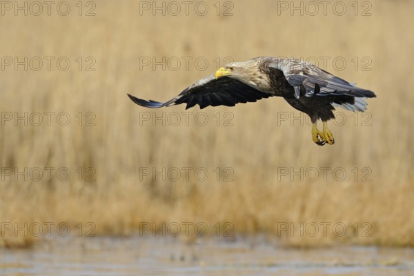 Impressive observation... White-tailed eagle (Haliaeetus albicilla) in its typical habitat, in flight over a body of water, beautifully coloured adult bird with powerful yellow beak, sharp gaze and powerful catches, native nature, Mecklenburg-Western Pomerania, Germany, Western Europe