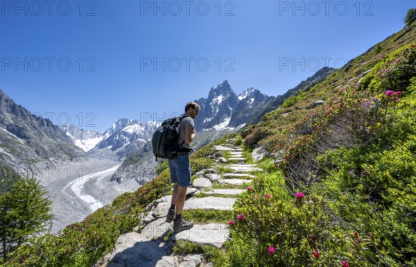 Picturesque mountain landscape with blooming alpine roses, imposing mountain peaks and glaciers, mountaineers on a hiking trail, Grand Balcon Nord, glacier tongue Mer de Glace, behind Grandes Jorasses, Mont Blanc massif, Montenvers, Chamonix, Haute-Savoie, France