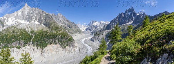 Panorama, Picturesque mountain landscape with blooming alpine roses, imposing mountain peaks and glaciers, Grand Balcon Nord hiking trail, Mer de Glace glacier tongue, Grandes Jorasses at the back, Mont Blanc massif, Montenvers, Chamonix, Haute-Savoie, France